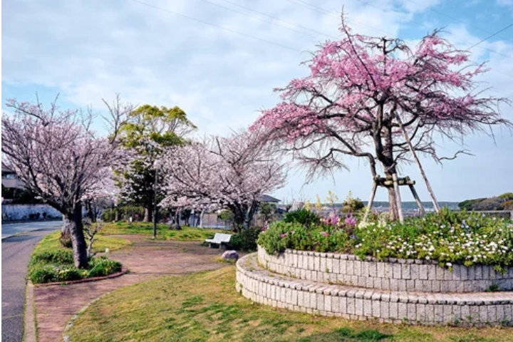 湊坂さくら公園