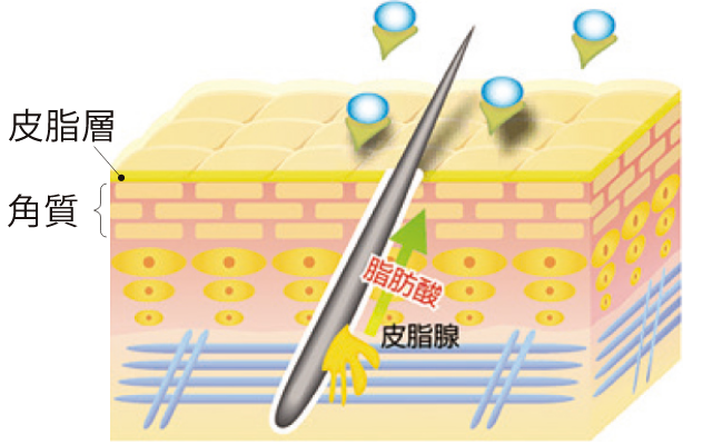 角栓が分解されるイメージ